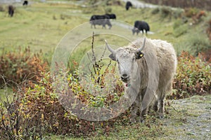 A bright long haired Domestic Yak Bos grunniens, standing in the grassland of Tagong