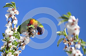 A bright lorikeet parrot sits on a branch of an almond tree with white flowers against a blue sky