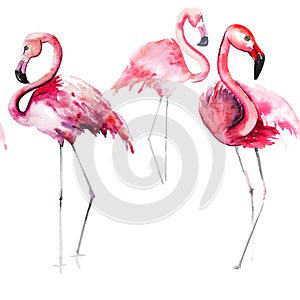 Bright lovely tender gentle sophisticated wonderful tropical hawaii animal wild summer beach pink flamingos pattern watercolor han