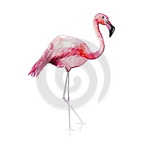 Bright lovely tender gentle sophisticated wonderful tropical hawaii animal wild summer beach pink flamingos pattern watercolor han