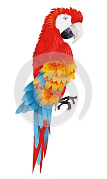 A bright macaw parrot on white background vector