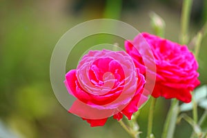 Bright macro image of young dark light red rose flower blooming on green plant