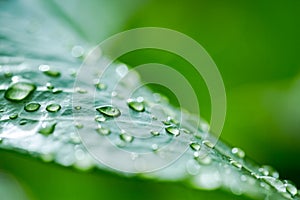 Bright macro of leaf with water drops, morning sunlight and dew drops. Beautiful nature closeup