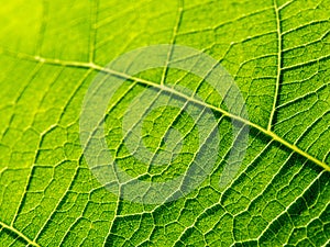 bright macro photo of green fresh leaf veins