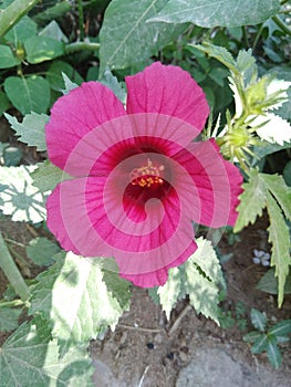 Bright magenda big flower
