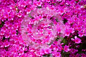 Bright magenta rhododendron flowers azalea flowers