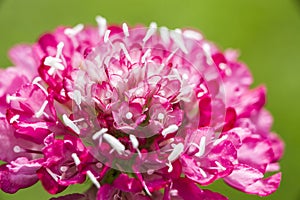 Bright Magenta Scabiosa - Pincushion Flower