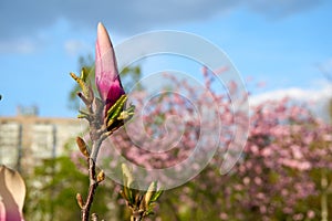 Bright magnolia in warm spring day