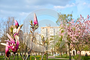 Bright magnolia in warm spring day