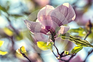 Bright magnolias in Kiev botanical garden at spring time. Kiev, Ukraine