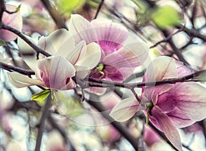 Bright magnolias in Kiev botanical garden at spring time. Kiev, Ukraine