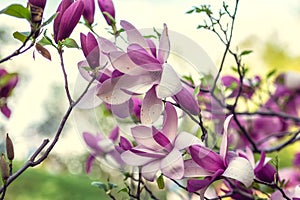 Bright magnolias in Kiev botanical garden at spring time. Kiev, Ukraine