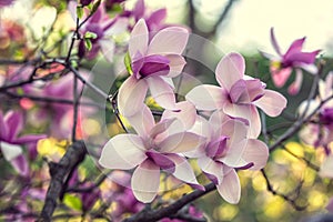 Bright magnolias in Kiev botanical garden at spring time. Kiev, Ukraine