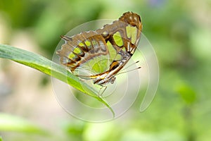 Bright Malachite Butterfly In Sunny Garden