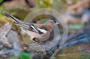 Bright Male Chaffinch posing near a water pond in forest