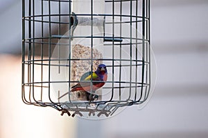 Bright Male Painted bunting bird Passerina ciris