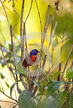 Bright Male Painted bunting bird Passerina ciris