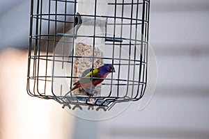 Bright Male Painted bunting bird Passerina ciris