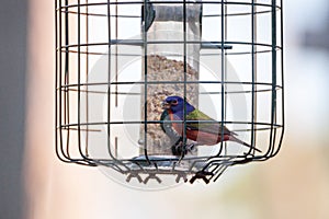 Bright Male Painted bunting bird Passerina ciris