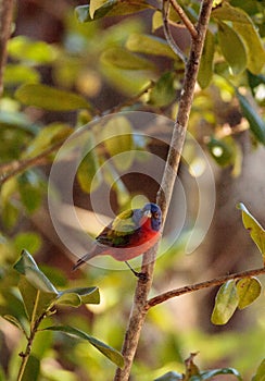 Bright Male Painted bunting bird Passerina ciris