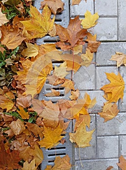 Bright maple leaves clogging drains into the sewer