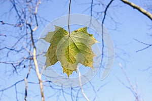 Bright maple leaves on tree branches on blue sky background in forest