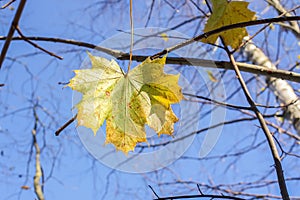 Bright maple leaves on tree branches on blue sky background in forest