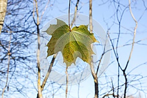 Bright maple leaves on tree branches on blue sky background in forest