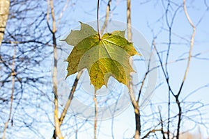 Bright maple leaves on tree branches on blue sky background in forest