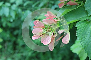 Bright maple seeds ripen on the tree. photo