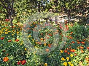 Bright marigolds, red dahlias on the flower bed of the Botanical garden