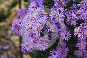 Bright mass smooth blue aster wildflowers