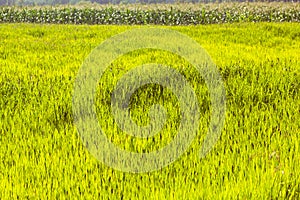 Bright meadow background from grass