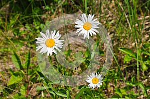 Bright meadow camomiles close-up