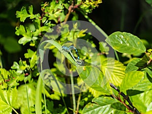 Bright metallic dragonflies. Mature adults of azure damselfly mating on the grass leaf surrounded with green vegetation