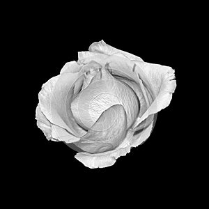 Bright monochrome macro of a single isolated rose blossom with detailed texture on black background in vintage