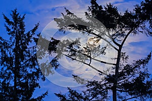 Bright moon rising behind a sitka spruce Picea sitchensis tree