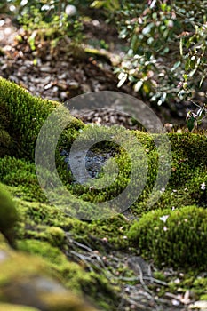 Bright moss surrounding shaded forest rock..