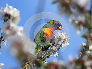 A bright multi-colored lorikeet parrot sits on a branch of an almond tree with white flowers against a blue sky