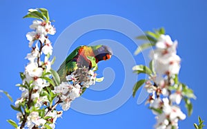 A bright multi-colored lorikeet sits on a branch of an almond tree with white flowers against a blue sky
