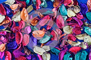 Bright multi-colored petals of dried flowers on a brilliant blue background. Concept of a bright creative and festive backdrop or