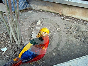 Bright multi-colored pheasant in zoo