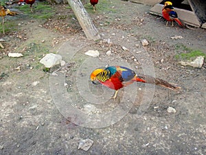 Bright multi-colored pheasant in zoo