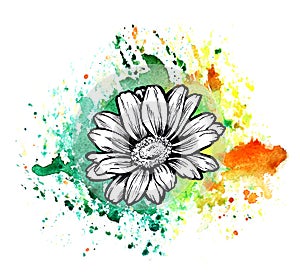 A bright multicolor formless watercolor blot. Rose ink flower line graphic