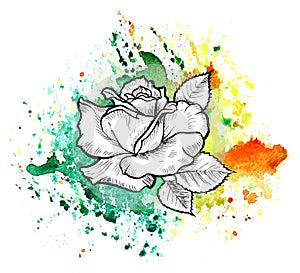 A bright multicolor formless watercolor blot. Rose ink flower line graphic