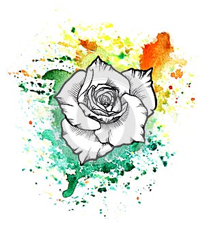 A bright multicolor formless watercolor blot. Rose ink flower line graphic