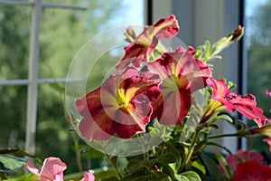 Bright multicolor petunia flowers on city balcony. Small urban garden