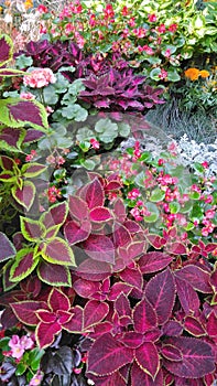 Bright multicolored flowers natural background.