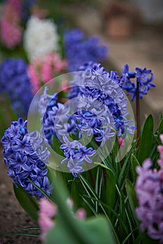 Bright multicolored large hyacinths grow in a flower bed.