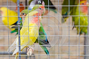 Bright multicolored parrots in a cage